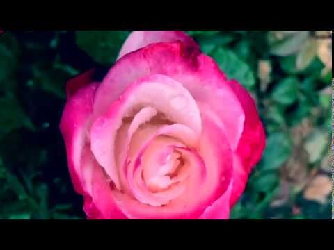 Musikalischer Gruß von Robert Sailer: Felix Mendelssohn Bartholdy: Venezianisches Gondellied in fis-Moll